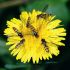 Insecte benefice pentru gradina